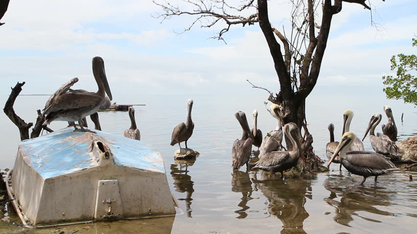 Flock of pelicans wade in the shallows of a bird sanctuary as more fly in at feeding time in the Florida Keys.