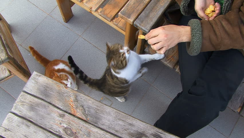 Cats eating potato chips