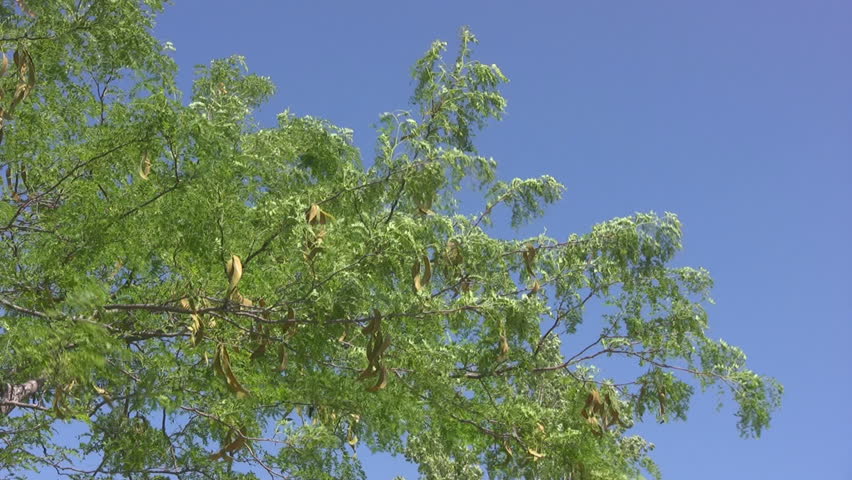 Honey locust tree blowing in the wind.