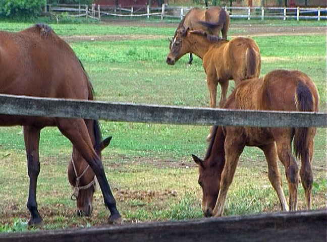 Horses and foals grazing on peaceful spring morning.