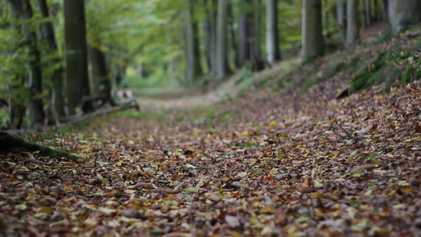 man walking through an autumnal forest