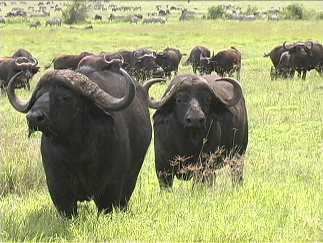 Close up of a Cape Buffalo in the Ngorongoro crater in Tanzania
