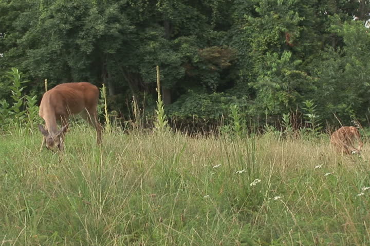 NTSC: Mother deer with fawn
