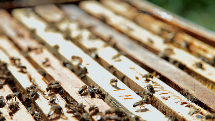 Honeybees at the hive entrance