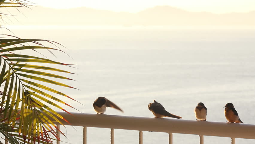 Birds sitting on a balcony railing overlooking the ocean