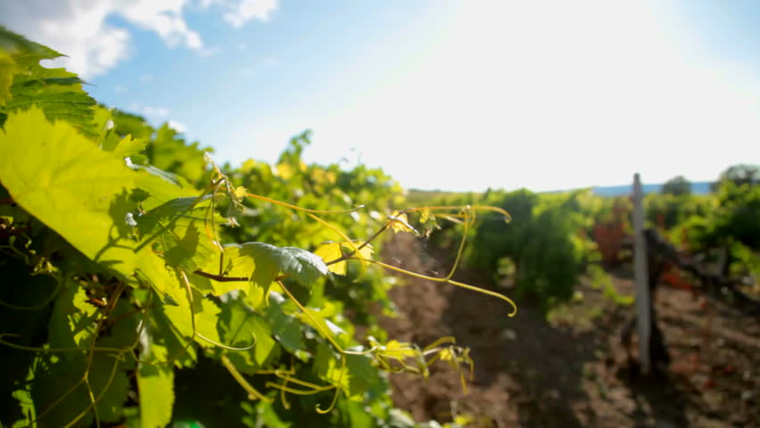 detail of some vineyards in Crimea
