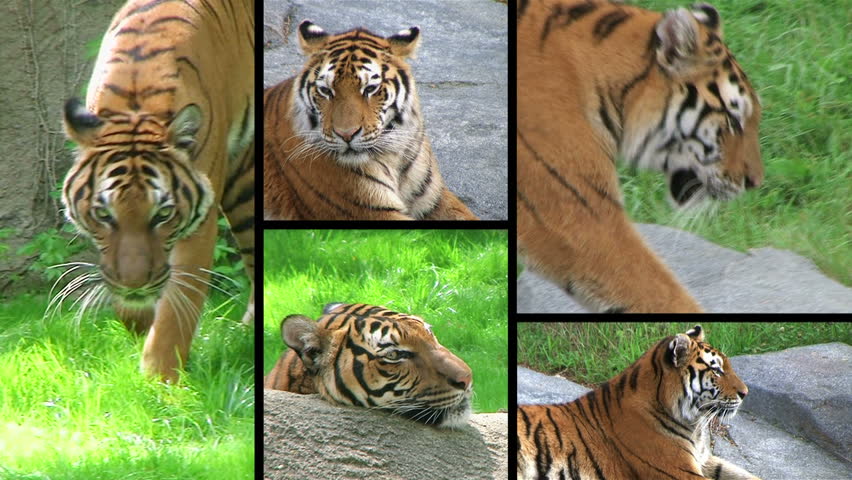 Montage of endangered siberian tiger yawning, prowling and hunting.

