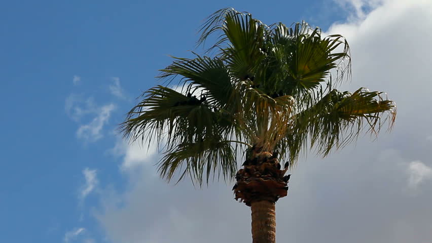 - Bird flock flies out of palm tree, its leaves blowing in the wind. 1080p