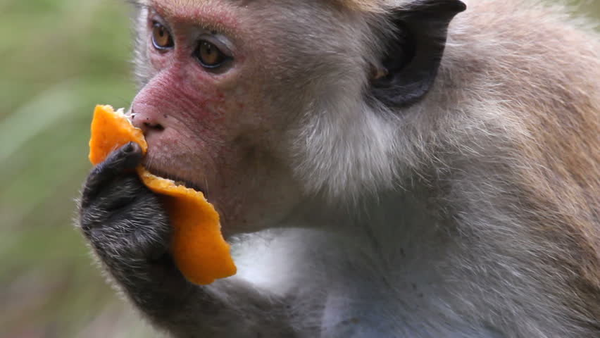 Monkey