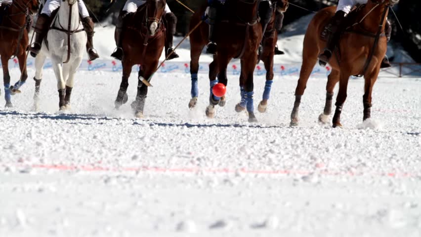 horses with polo ball