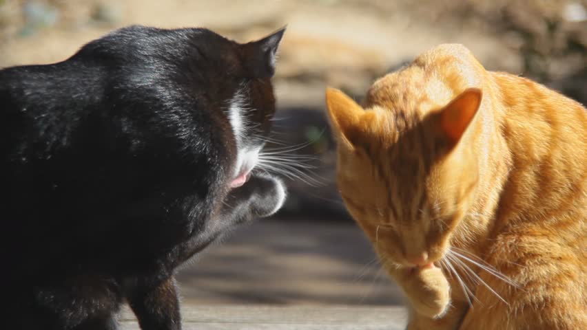 Two Cats licking each other