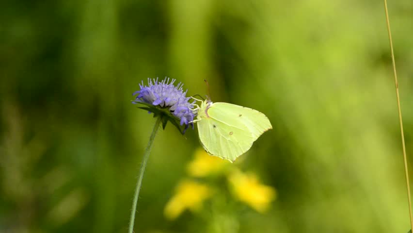 Header of brimstone