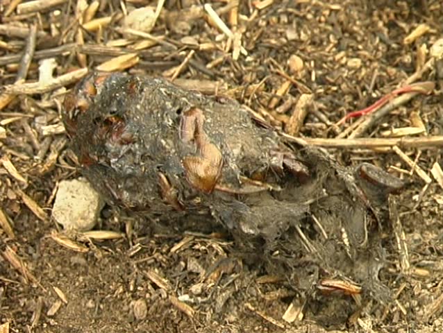 Opening a barn owl pellet to reveal rodent skull