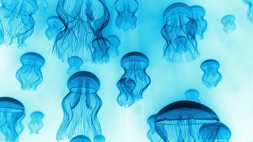 Jellyfish Ascending Towards Light Rays Blue on White - Check portfolio for variations.