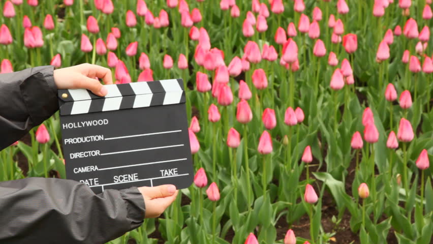 hands boy claps clapperboard on field with pink tulips and out from frame