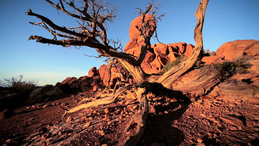 Red sandstone rock formations sculptured by nature in an arid  desert environment 