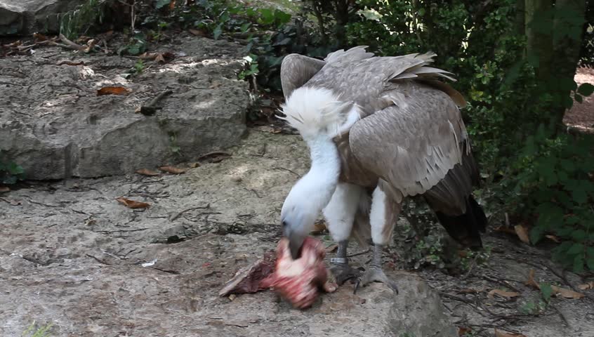 details of a Griffon Vulture