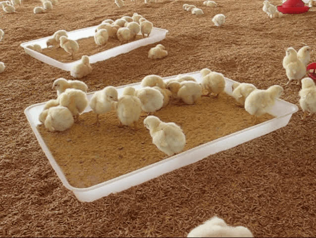 Baby Chicks