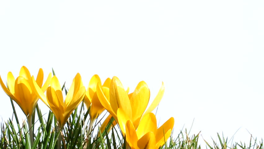 crocus in springtime