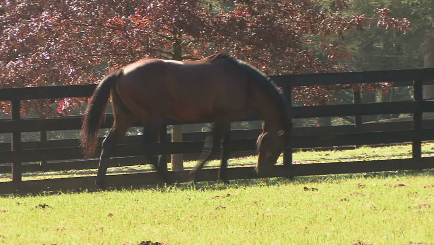 Header of horse