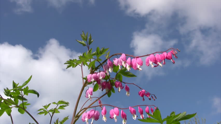 Close-up of a pink bleeding heart against blue sky background 