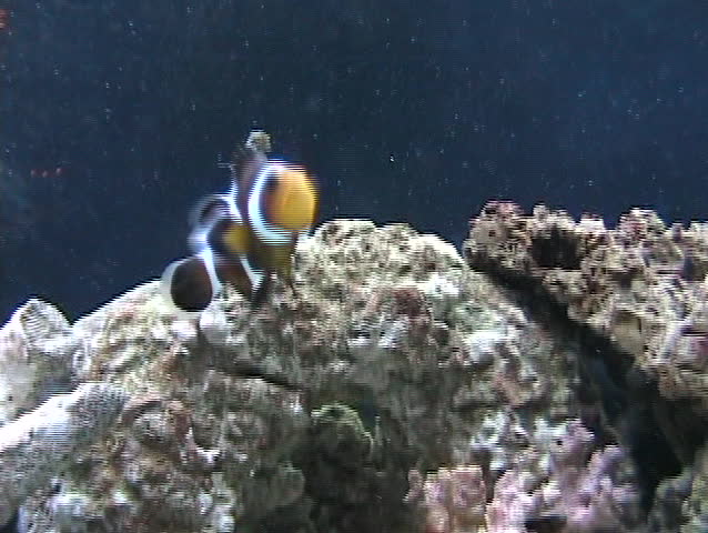 Clown fish swimming around