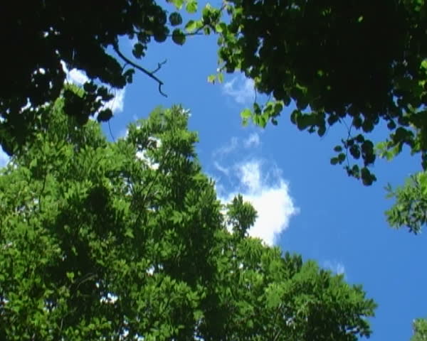 Looking up through the slowly spinning trees on a summers day
