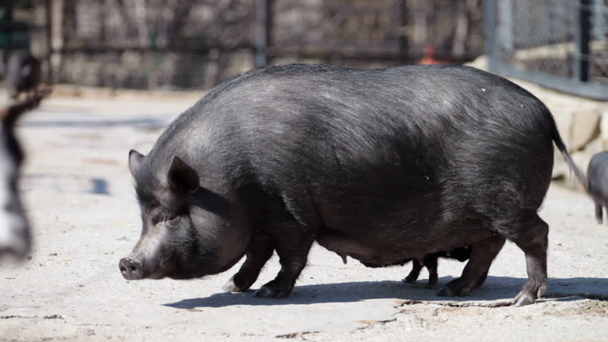 vietnamese dwarf pig mother with her baby