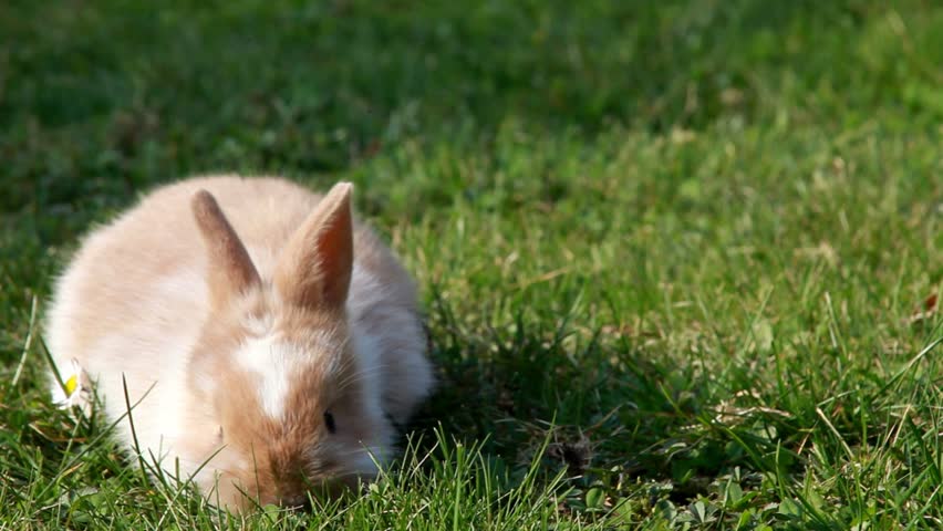 Easter bunny