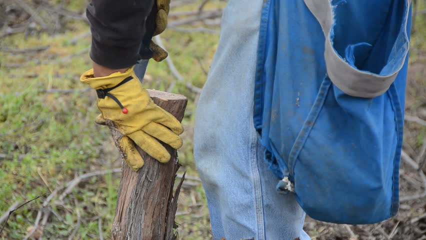 grafting process at a vineyard as a new variety is prepared for the spring