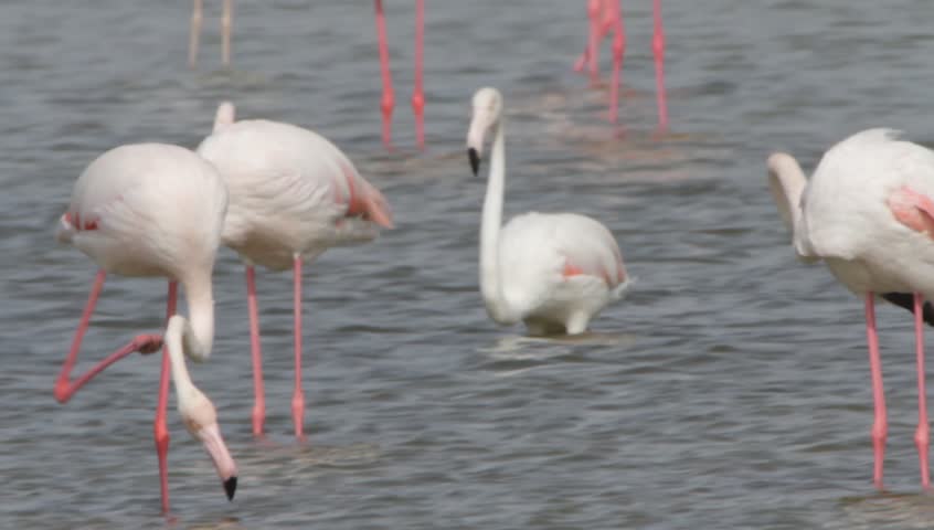 Flamingo in Ras Al Khor Wildlife Sanctuary, Dubai, United Arab Emirates