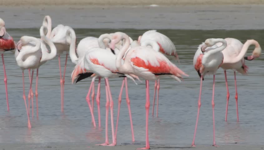 Flamingo in Ras Al Khor Wildlife Sanctuary, Dubai, United Arab Emirates