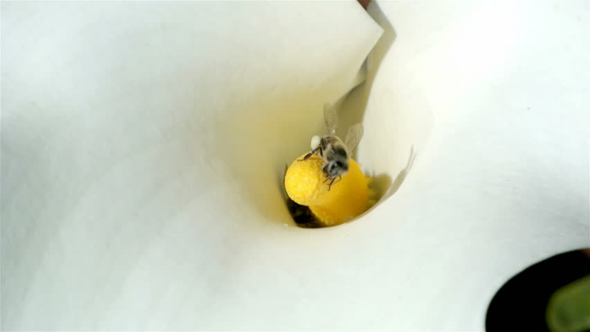 Header of African lily