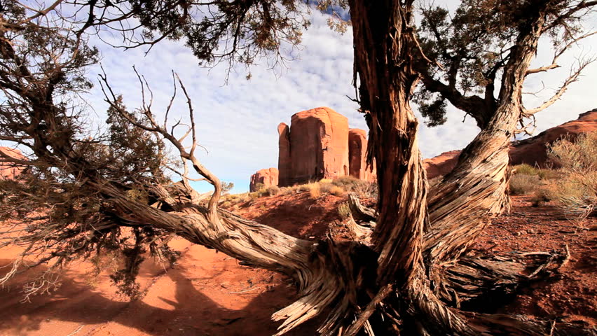 Twisted dead bark of a desert tree among sandstone rocks of Monument Valley