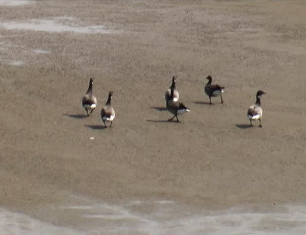 Barnacle Geese Branta leucopsis