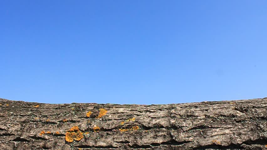 Walking on log