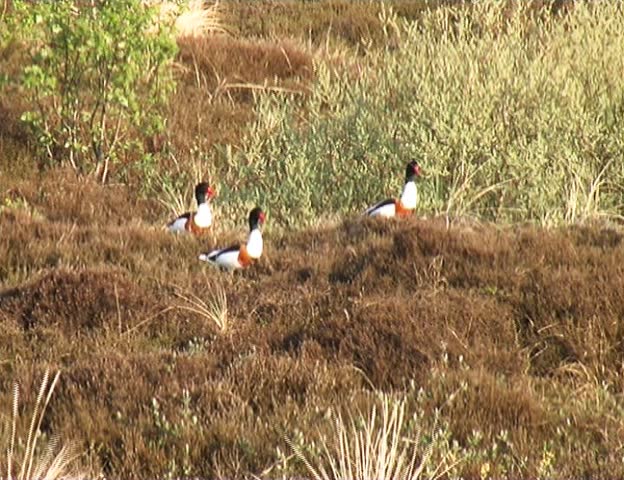 Shelduck (Tadorna tadorna)
