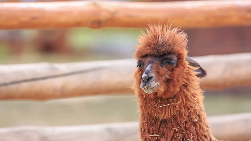 Header of Alpaca