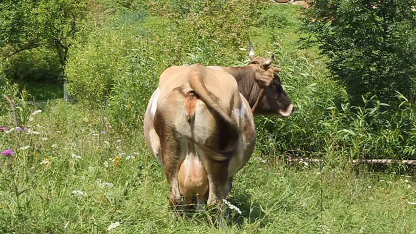 Milk cow with big udder