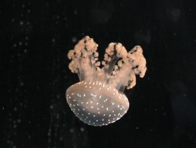 Medusa, jellyfish swimming in ocean