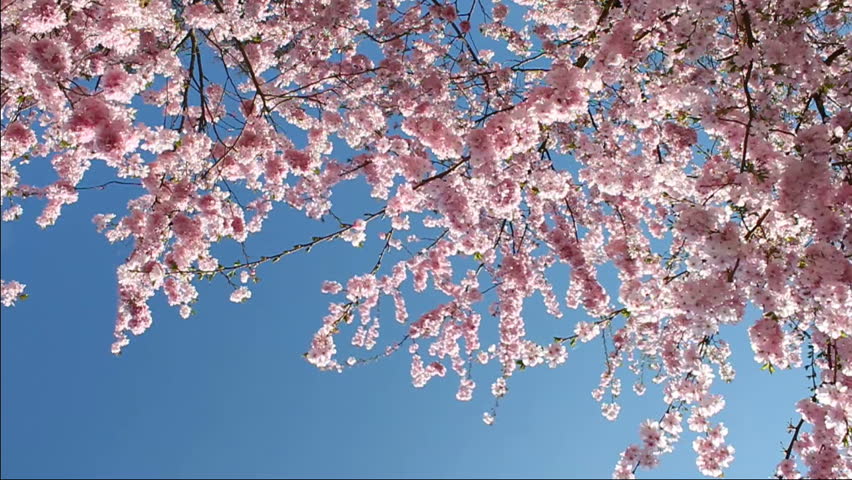 flowering cherry in spring on a sunny day