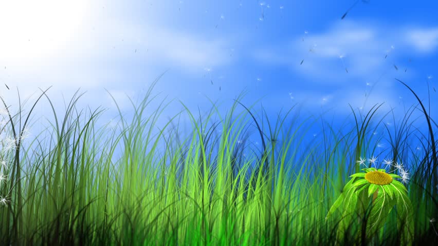 moving dandelion and grass with flying fuzz