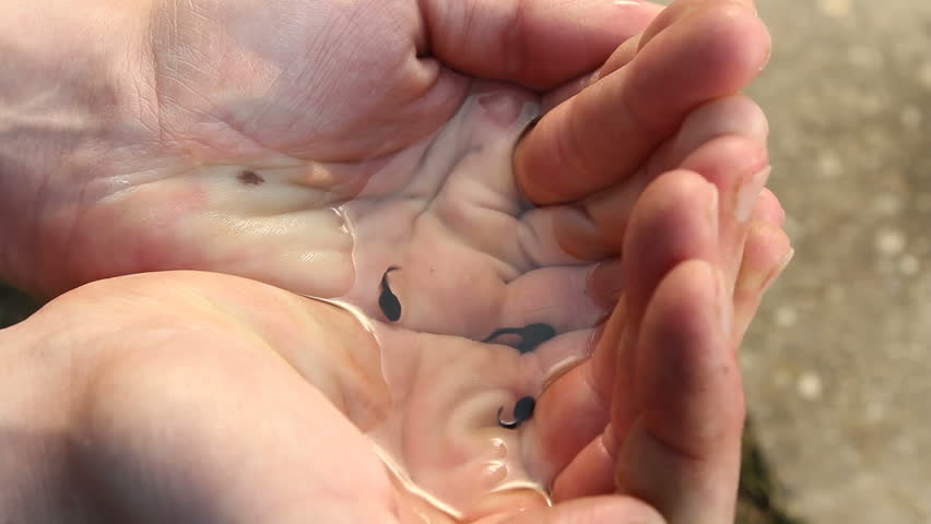 Tadpoles in cupped hands