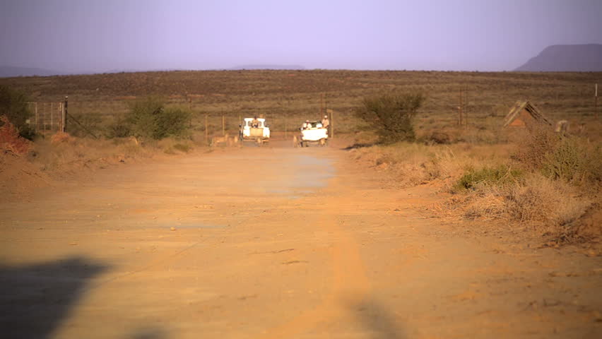 2 cheetahs running after a flare, front view
