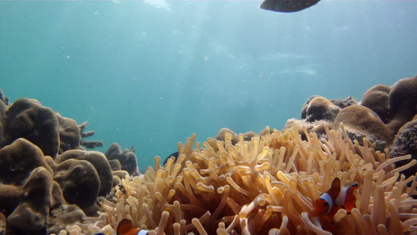 clownfish in sea anemone and snorkeling diver swimming in andaman sea, ko laoliang island, Thailand