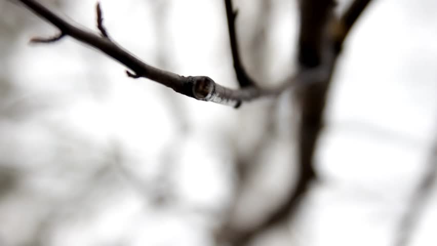drops of birch sap are dripping from the branches