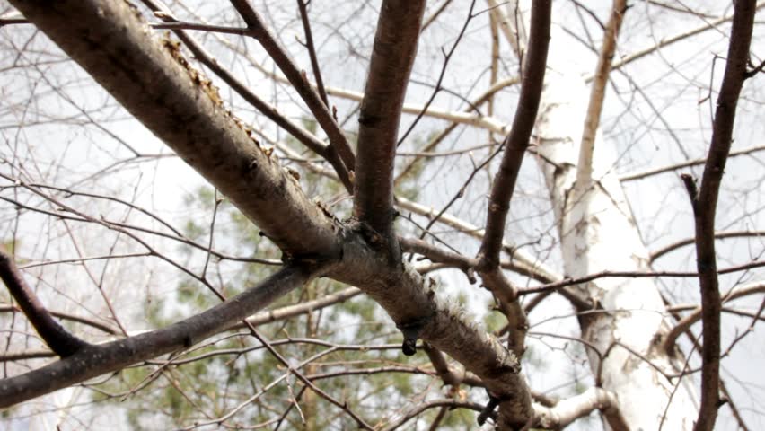 cutting branch of birch tree to get to sap