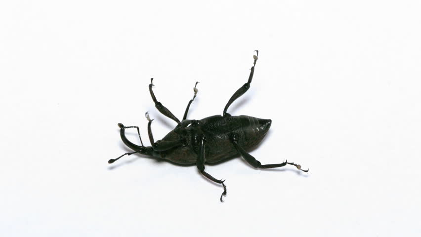 Weevil Insect Flips And Walks Away. White Background. 