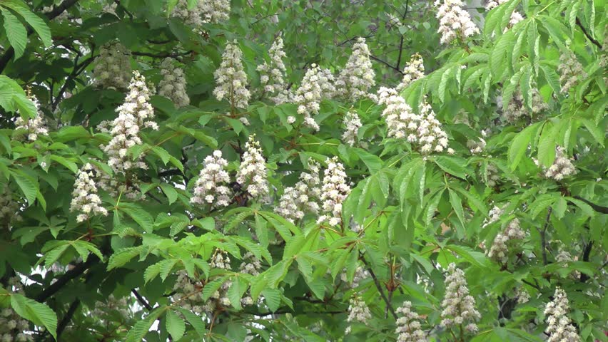 Closeup of horse chestnut foliage and flowers slightly waved by the wind; you can even see the pollen fall from the flowers starting the pollination period