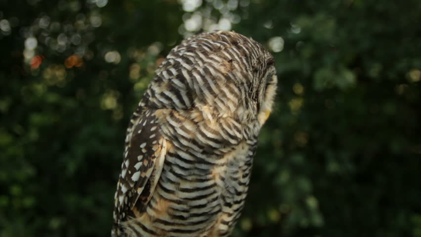 Owl turning head high definition Owl turning its head towards camera. Slight tracking video shot in crystal sharp full HD 1920 x 1080